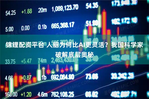 锦锂配资平台 人脑为何比AI更灵活？我国科学家破解底层奥秘